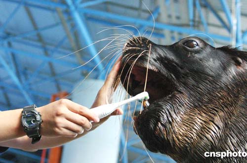 图北京海洋馆海狮用电动牙刷美齿