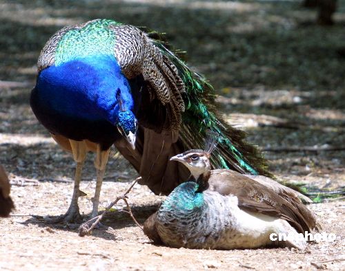 图秦皇岛孔雀求爱接吻