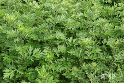 组图蓍草伏羲画八卦的神草