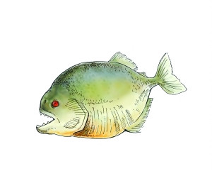 食人鲳:别名食人鱼或水虎鱼.性情凶猛残暴,原产于南美洲亚马逊河流域.