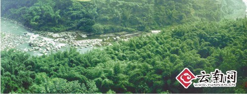 云南绥江县40万亩竹基地跃居云南最大“竹海”