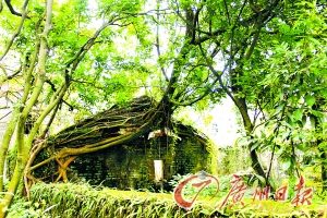 行走在五邑侨乡:昔日繁华村落如今十屋九空