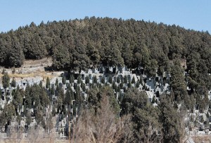 ��Ĺ������Ƶ�� ר�ҽ�����Ĺ�ع�������������