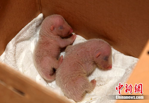 �������̱����� �Ȼ���Ա������(ͼ)