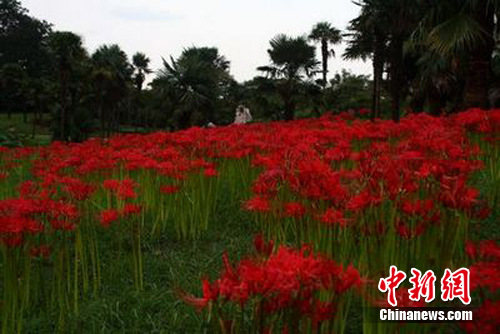 无叶开花看似妖异 彼岸花 盛开上海引人争睹 中新网 无叶开花看似妖异 彼岸花 盛开上海引人争睹 中新网