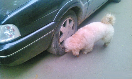 ����������±�̥����������ר�ҳ�Ӱ�켫С��ͼ��
