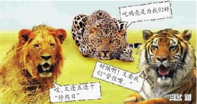 上海野生动物园狮虎豹停肉1天防止肥胖症(图)