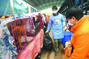 重庆拦车救狗事件续:志愿者陪1000多只狗过年