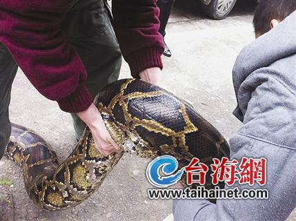 福建山林发现重82斤巨蟒千名群众上山争睹(图)