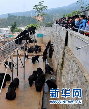 归真堂开放熊场难抑质疑熊胆替代路在何方