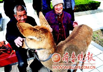 老夫妇闹市养梅花鹿当宠物邻居:不扰民就行(图)