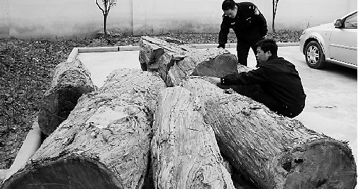350岁南方红豆杉深夜被盗警方抓5名嫌疑人(图)