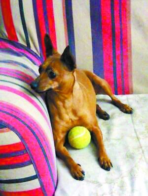 С¹��������ʧ��������ʳ����ҹ��ͼ��