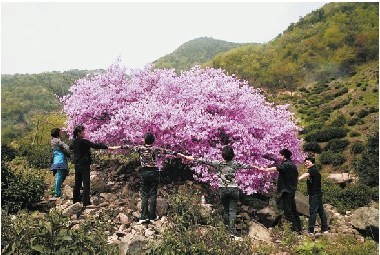 巨型杜鹃花开诸暨树冠直径6米10余人才能环抱