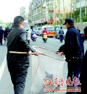 济南千余警察整治违规养犬行为220只狗被处理