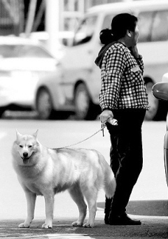 哈尔滨禁狗令引热议市民为爱犬挂上SOS求救牌
