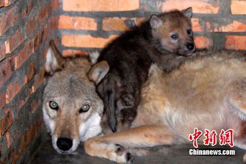 深圳野生动物园首次成功繁殖狼众母狼争当妈妈