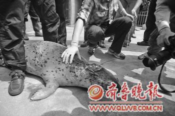 青岛水族馆两斑海豹后天放生装定位器监测其生活