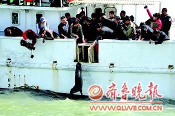 青岛水族馆两家养斑海豹被放生初闯渤海稍显胆怯