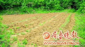 为让怀孕女儿吃上放心菜母亲开垦荒山亲自种地
