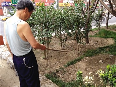 北京一小区花坛现数千蝎子警察城管帮捉蝎(图)
