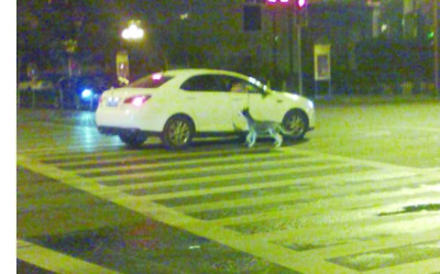 南京街头现“开车遛狗”警方称发现将罚款(图)