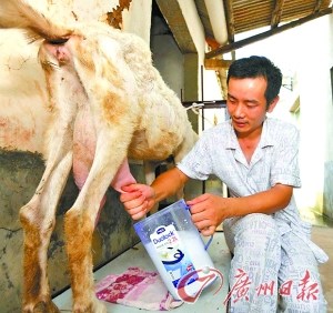 男子楼顶养羊哺育爱女称不信任市场在售奶粉(图)