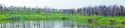 南京一苗圃无人管成片大树全部枯死损失300万