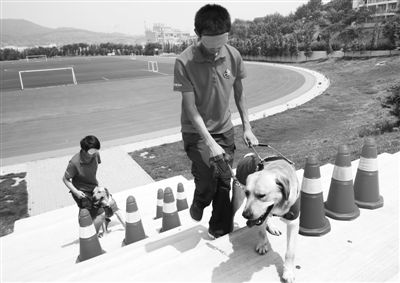 导盲犬训练公益机构面临困境财政紧张员工难留