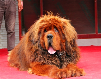 青海两条藏獒卖出570万均由名獒配种而生(图)