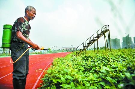 安徽巢湖体育场闲置成附近居民菜园(图)