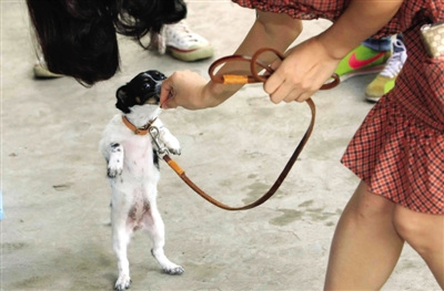 养犬协会培训流浪狗作导听犬帮失聪主人识别声音