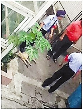 保安将刚产崽流浪狗打死校方称为保护学生(图)