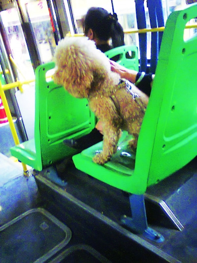 中年妇女携带宠物犬搭乘公交让狗独享专座(图)