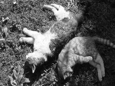 北京一小区连发虐猫案2个月22只流浪猫死亡
