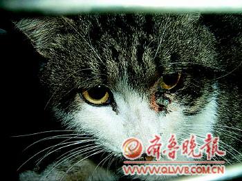 济南一小区4只流浪猫被发现头部遭铁钉贯穿(图)