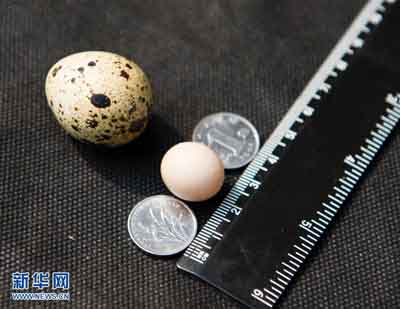 重庆长2厘米袖珍鸡蛋欲冲击世界最小鸡蛋头衔图