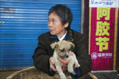 流浪猫狗泛滥何处安置成难题市民吁建官方收容所