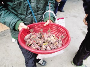 过境候鸟在贵州遭大规模杀戮已形成地下产业链