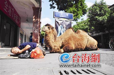 男子市区牵骆驼乞讨商家怕受滋扰不得不给钱(图)