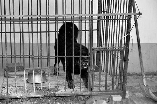 藏獒破笼咬住4岁男孩六旬老夫妇狗口救人(图)