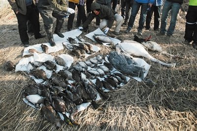 天津中毒白鹳栖息湿地新发现60具鸟类尸体（图）