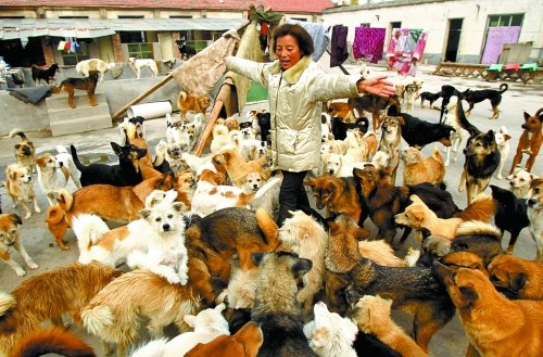 六旬老太18年收养600多只流浪猫狗每月花费6万
