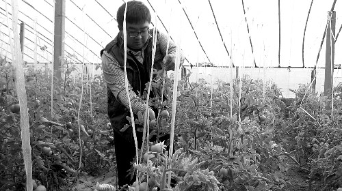 文科状元辞职回老家种菜一年成千万富翁(图)