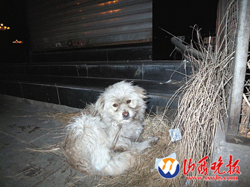 小狗蹲守信访局门口月余苦等主人(图)