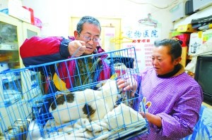五旬夫妇卖掉住房收留百余流浪猫狗(图)