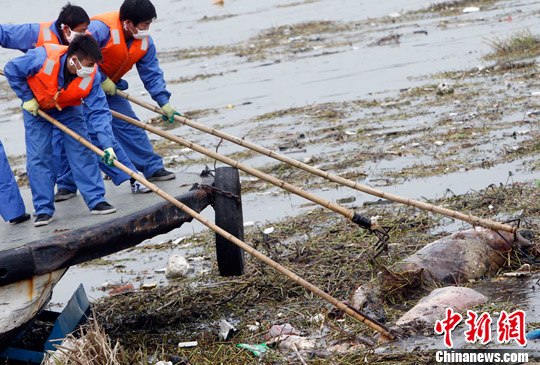 上海黄浦江打捞起逾1200头死猪河道水质检测正常