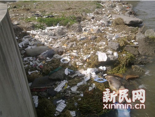 上海黄浦江打捞死猪2813头水质目前符合标准