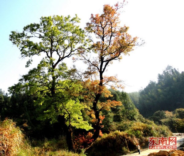 �����»�������ǧ�������֦��ͬ����ȴ��ͬɫ