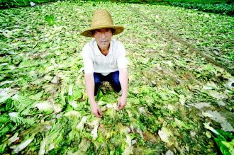 “冬季菜园”海南菜价高农产品亟待健全保障机制
